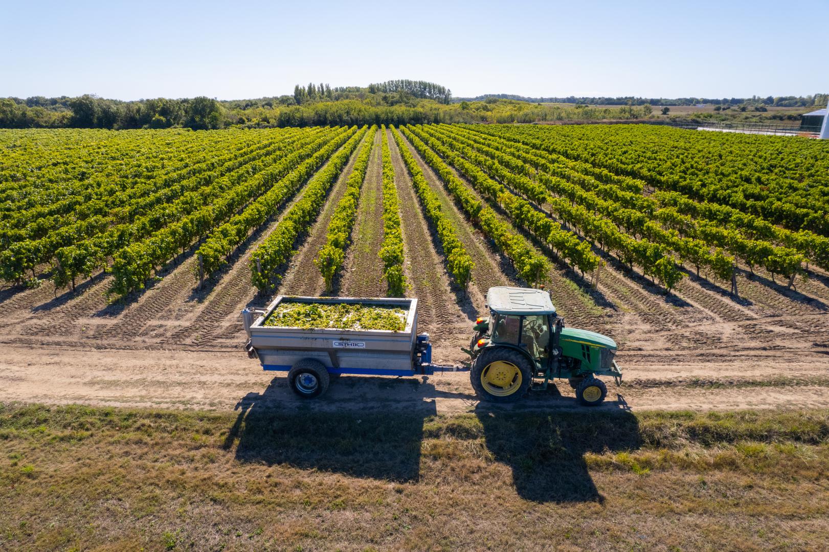 vignoble de l'île d'Oléron