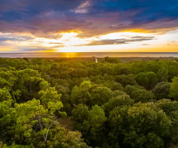 Bos, Isla de Oléron