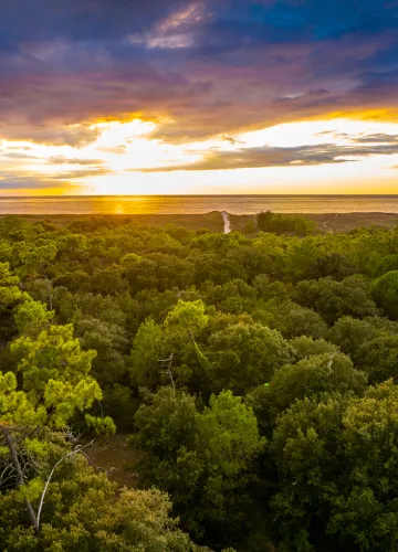 Bos, Isla de Oléron
