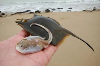 Association IODDE - CPIE Marennes Oléron