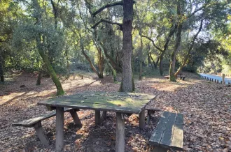 Aire de pique-nique - forêt domaniale_Le Grand-Village-Plage