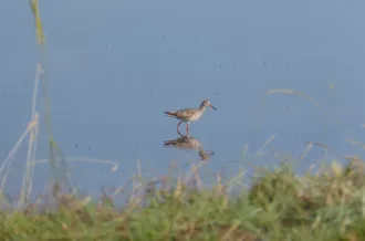 Reserve-Moeze-Oleron-LPO-Chevalier gambette