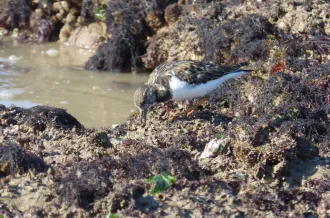 Reserve-Moeze-Oleron-LPO-Tournepierre à collier