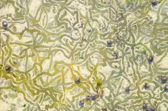 Les chemins de sable des...