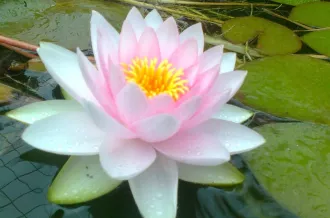 Stage - Qi Gong et Danse Tao