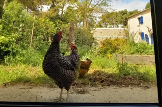 Atelier 7-12 ans : Une aire de jeux pour poules_Le Grand-Village-Plage