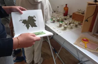 Botanic game_Le Château-d'Oléron