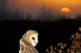 Effraie des clochers