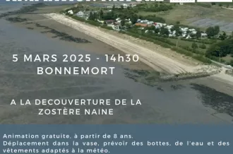 Animation nature : à la découverte de la zostère naine_Bourcefranc-le-Chapus
