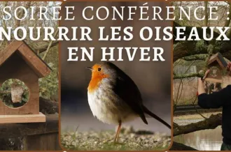Soirée conférence : Nourrir les oiseaux en hiver_Dolus-d'Oléron