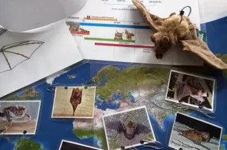 Chauve-souris, qui es-tu?_Dolus-d'Oléron