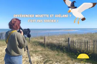 Ornitho'rapido_Saint-Pierre-d'Oléron