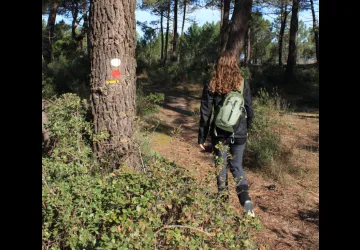 Forêt de Saint-Trojan-les-Bains_Saint-Trojan-les-Bains