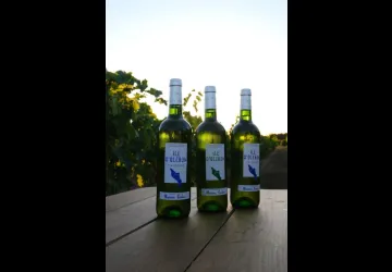 Les Sarments_Saint-Pierre-d'Oléron