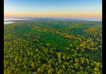 Forêt des Saumonards_Saint-Georges-d'Oléron