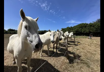 Les Cavaliers d'Oléron_Saint-Georges-d'Oléron