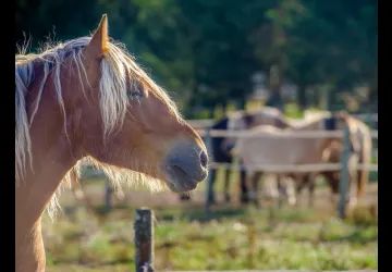 Centre équestre Les Embruns d'Oléron_Le Château-d'Oléron