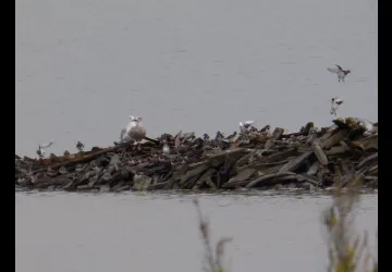Réserve naturelle de Moëze-Oléron
