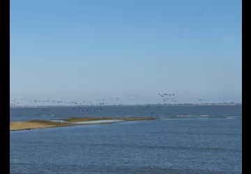 Réserve naturelle de Moëze-Oléron