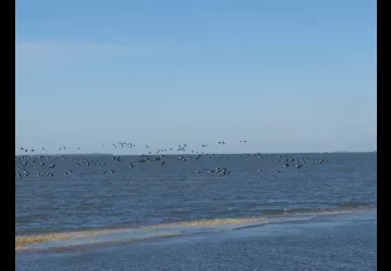Les oiseaux à la pointe des doux - réserve naturelle de Moëze-Oléron