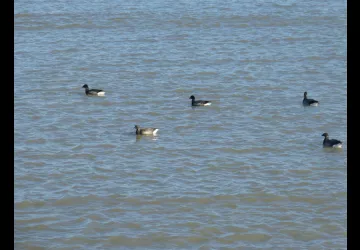 Réserve naturelle de Moëze-Oléron