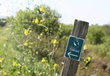 Chemin d'Oléron - de Le Grand-Village-Plage au viaduc_Le Grand-Village-Plage