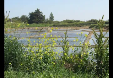 Atelier 4-6 ans "Les saisons du marais" au Port des Salines_Le Grand-Village-Plage