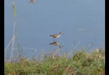 Reserve-Moeze-Oleron-LPO-Chevalier gambette