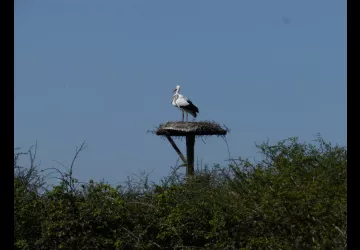 Cigogne blanche©RNNMO-LPO