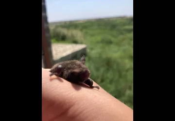 Nuit de la Chauve-souris au Moulin des Loges