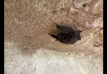 Nuit de la Chauve-souris au Moulin des Loges