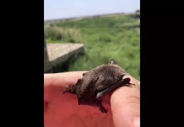 Nuit de la Chauve-souris au Moulin des Loges