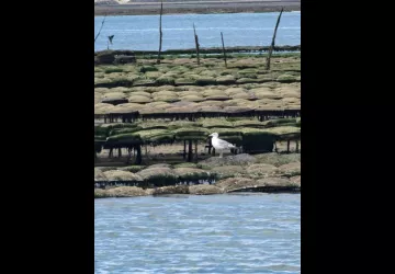 Promenade en mer Timkil_Marennes-Hiers-Brouage