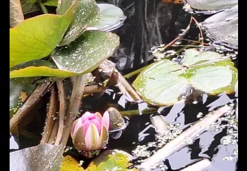 Les jardins de l'âme cham