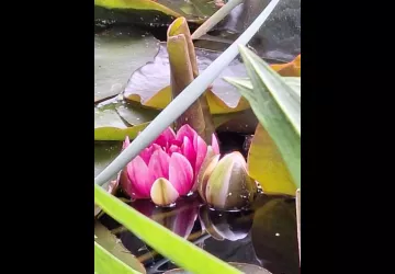 Les jardins de l'âme cham