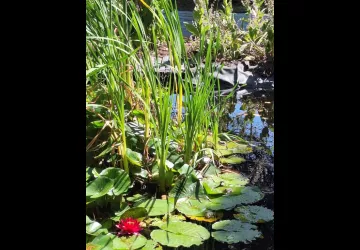 Les jardins de l'âme cham