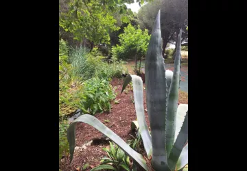 Les jardins de l'âme cham