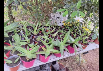 Les jardins de l'âme cham