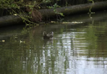 La visite guidée du Marais aux Oiseaux_Dolus-d'Oléron