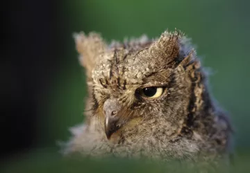 Le petit monde de la nuit