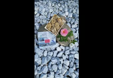 Huîtres Gilles Massé_Dolus-d'Oléron