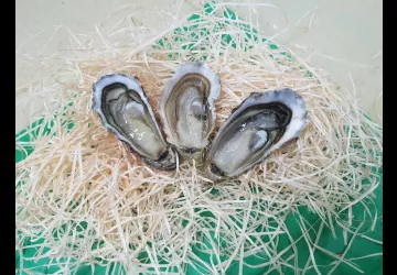 Huîtres Gilles Massé_Dolus-d'Oléron