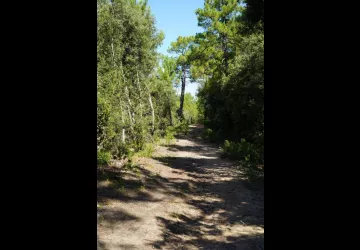 Chasse aux trésors ONF - Les secrets des palissades - Saint-trojan-les-Bains_Saint-Trojan-les-Bains