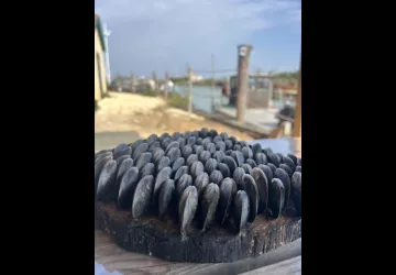 Cabane Coquille Mobile_Le Château-d'Oléron