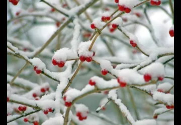 Repas de Noël du Club Le Trait d'Union