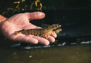 Les Perles du Marais - Point de vente_Marennes-Hiers-Brouage