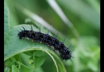 Printemps des réserves naturelles, rendez-vous du matin à Moëze-Oléron_Moëze