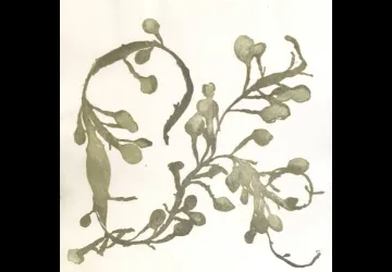 Exposition de Mokuhanga Sophie Petitpré_Saint-Trojan-les-Bains