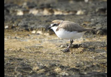 Balade ornithologique_Saint-Denis-d'Oléron
