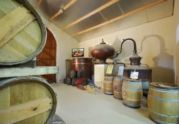 Vignoble Maxime PINARD_La Brée-les-Bains